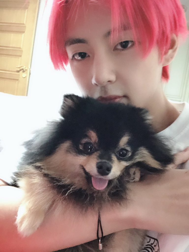 Bts 防弾少年団 V ブイ と俳優 パク ソジュンの愛犬たちの出会いにファンの関心集中 Danmee ダンミ