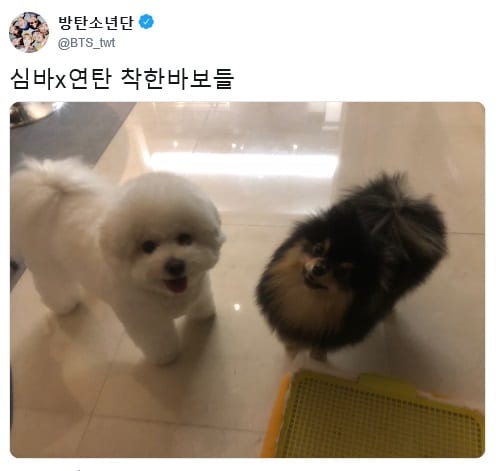 Bts 防弾少年団 V ブイ と俳優 パク ソジュンの愛犬たちの出会いにファンの関心集中 Danmee ダンミ