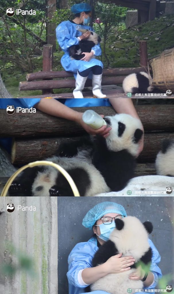 中国のパンダ飼育員の姿が公開されているチャンネルにて。