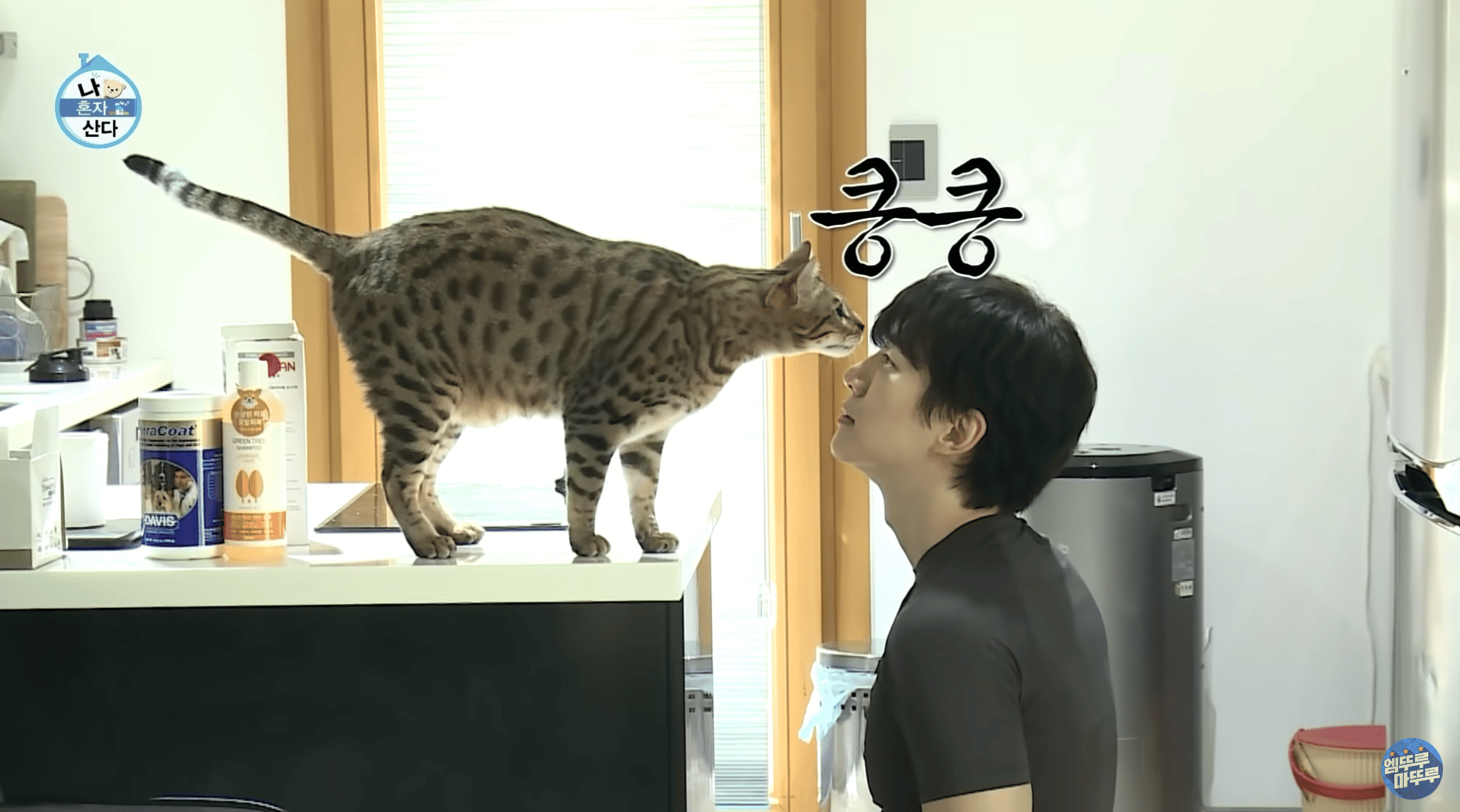 2PM ジュノ ジャニー&ウォリBOOK（Feat. JUNHO）／猫／写真集／フォト