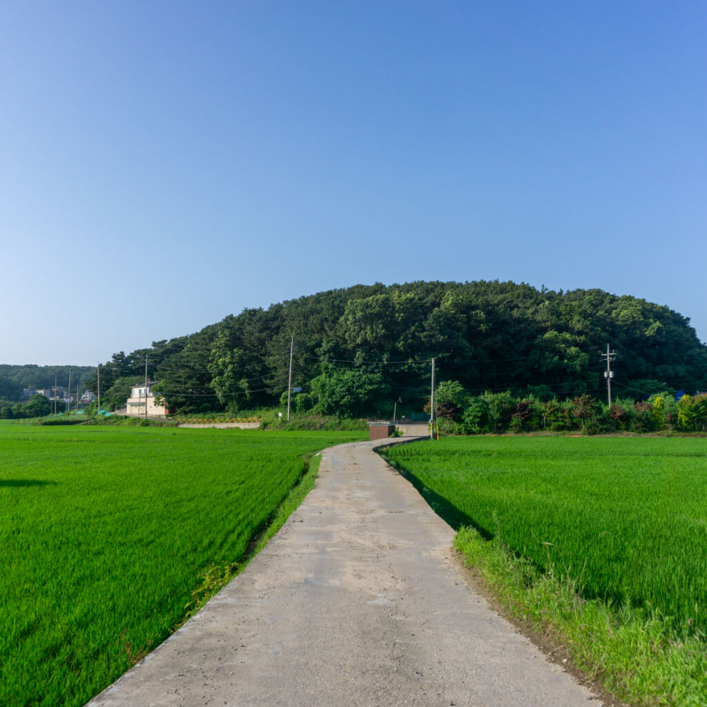 向かう途中には田んぼ道があるcafe mieum 