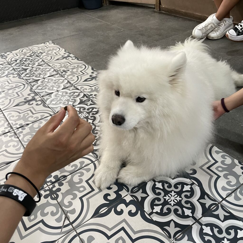 サモエド 겨울이 머무는 집(キョウリ モムヌン チプ)　