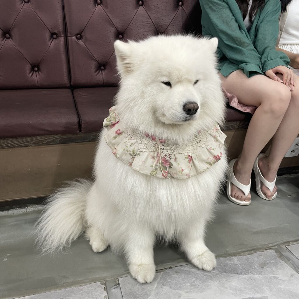 サモエド 겨울이 머무는 집