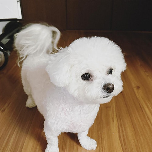 NCT チョンロの愛犬・テガル (画像出典：チョンロ 公式Instagram)