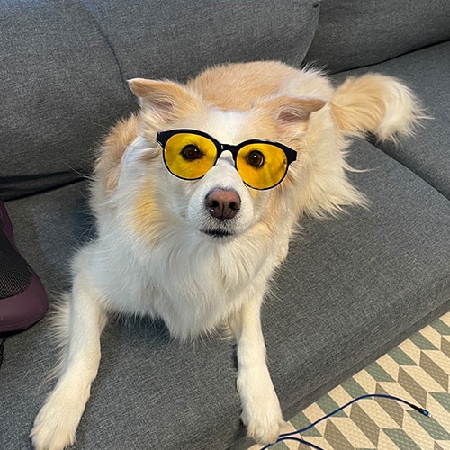 ENHYPEN ジェイクの愛犬・レイラ (画像出典：ENHYPEN 公式Twitter)