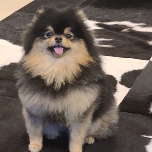 BTS Vの愛犬・ヨンタン (画像出典：V 公式Instagram)