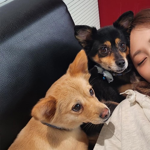 TWICE ツウィの愛犬・カヤ[右]＆バター[左] (画像出典：ジョンヨン 公式Instagram)